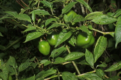 Capsicum pubescens