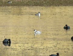 Podiceps occipitalis juninensis