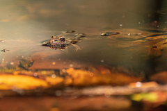 Lithobates brownorum