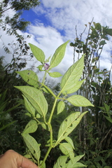 Capsicum pubescens