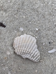 Noetia ponderosa