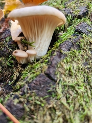 Pleurotus ostreatus