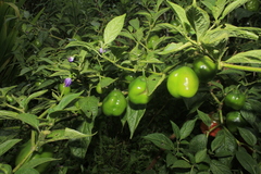 Capsicum pubescens