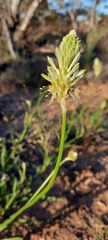 Ptilotus polystachyus