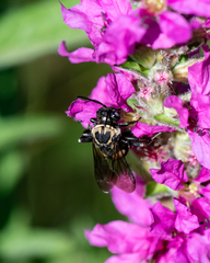 Triepeolus remigatus