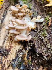 Pleurotus ostreatus