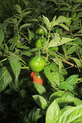 Capsicum pubescens