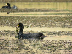 Fulica gigantea