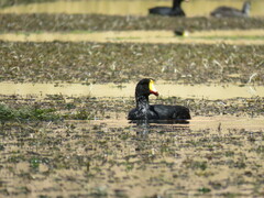 Fulica gigantea