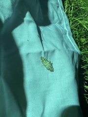 Conchylodes ovulalis