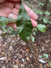 Morella caroliniensis