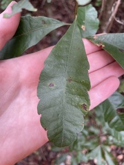 Morella caroliniensis