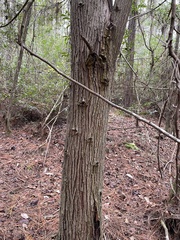 Chamaecyparis thyoides