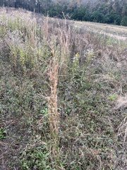 Andropogon virginicus