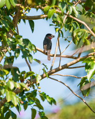 Pachyramphus aglaiae