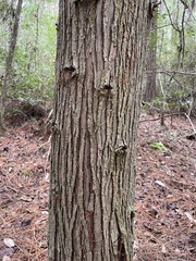 Chamaecyparis thyoides