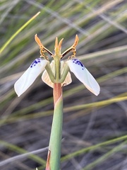 Moraea unguiculata