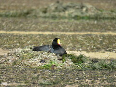 Fulica gigantea