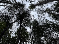 Chamaecyparis thyoides