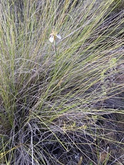 Moraea unguiculata