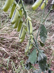 Crotalaria spectabilis