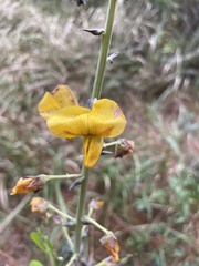 Crotalaria spectabilis