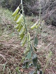 Crotalaria spectabilis
