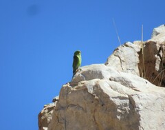 Psilopsiagon aurifrons