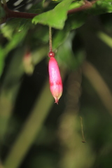 Fuchsia microphylla