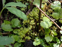 Aulacomnium palustre