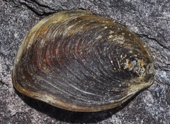 Ostrea chilensis