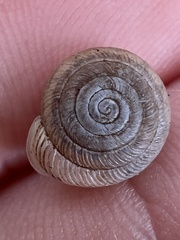 Polygyra cereolus