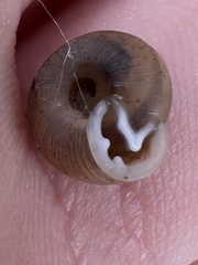 Polygyra cereolus