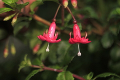 Fuchsia microphylla