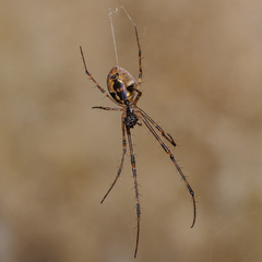Tylorida