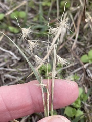 Bouteloua rigidiseta