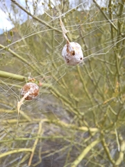 Mastophora cornigera