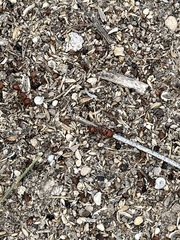 Pogonomyrmex barbatus