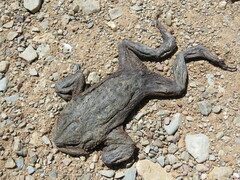 Rhinella spinulosa