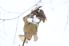 Epipactis