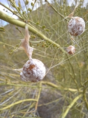 Mastophora cornigera