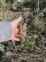 Heterotheca canescens