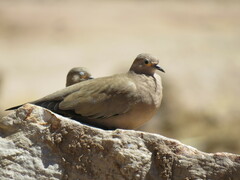 Metriopelia melanoptera