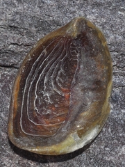 Ostrea chilensis