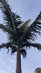 Archontophoenix cunninghamiana