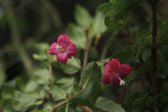 Fuchsia microphylla