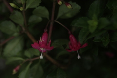 Fuchsia microphylla