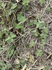 Oxalis drummondii