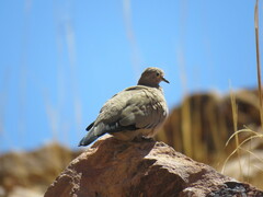 Metriopelia melanoptera