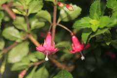 Fuchsia microphylla
